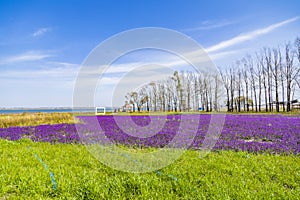 Swan Lake Nature Scenic Area, Guyuan County, Zhangjiakou City, Hebei Province, China