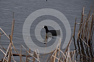 Swan Lake, Nicollet, MN USA - 04 24 2021 - American Coot Fulica Americana