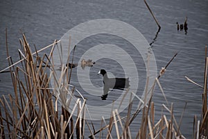 Swan Lake, Nicollet, MN USA - 04 24 2021 - American Coot Fulica Americana