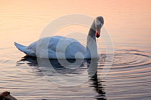Swan on Lake Ontario 2
