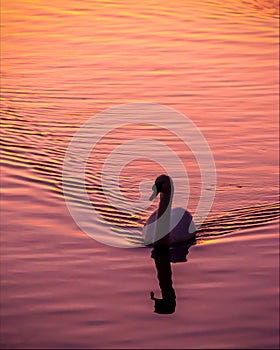 Swan Lake orange sunset golden glow