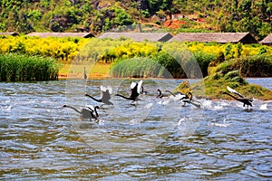 The Swan Lake in Puzhihe Scenic Area