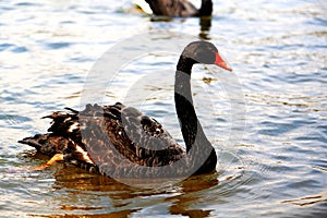 The Swan Lake in Puzhihe Scenic Area