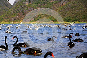 The Swan Lake in Puzhihe Scenic Area