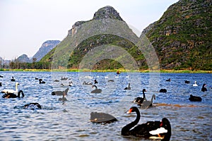 The Swan Lake in Puzhihe Scenic Area