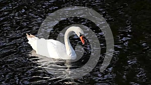 Swan in a lake searching for fodder