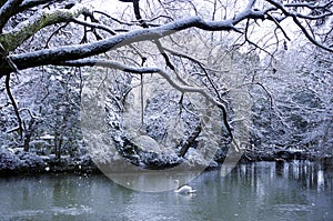 Swan Lake Season Snowing Landscape Concept