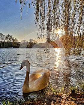 Swan in lake with sunset