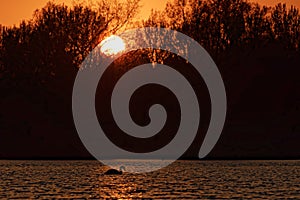 Swan on Lake at Sunset