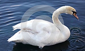 Cisne en nadar tranquilamente. imagen 