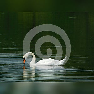 Swan on lake
