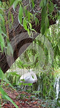 Swan lake in the University Park, Oxford, UK