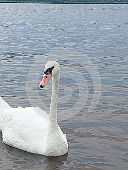Swan in the lake very brave close to the peaple