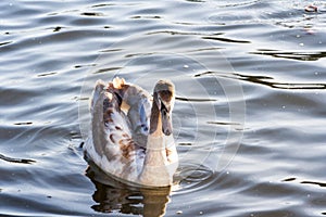 Swan on lake water in sunset day, Swans on pond, nature series.