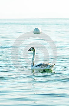 Swan in lake waterbirds theme photo