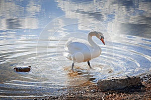 Swan in the Lake Weissensee