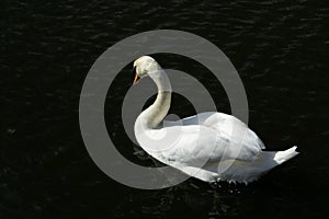 Swan lake, white swan, lakeside, park