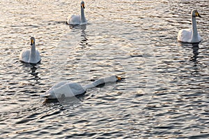 Swan lake winter birds pleuston