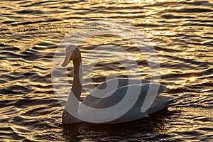 Swan lake winter birds sunset