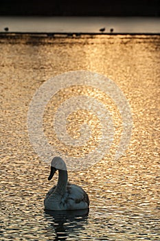 Swan on lake during winter sunrise.