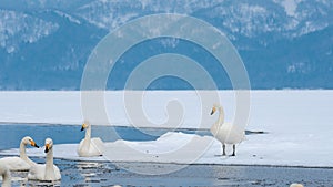 Swan Lake With Winter View