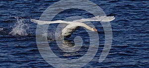 Swan_landing_1