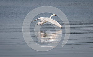 Swan landing