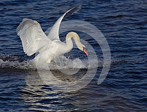 Swan_landing_4