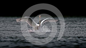 Swan Landing on Dark Lake