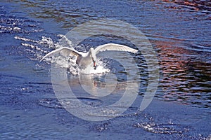 Swan landing on water