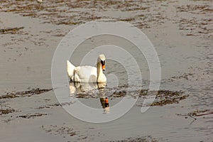 The swan is a large sized water bird, with an average wingspan of between 155 and 250cm depending on the species - up to 310cm