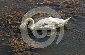 The swan is a large sized water bird, with an average wingspan of between 155 and 250cm depending on the species - up to 310cm rec