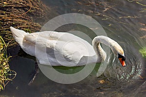 The swan is a large sized water bird, with an average wingspan of between 155 and 250cm depending on the species - up to 310cm rec