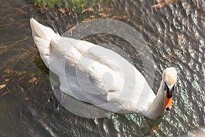 The swan is a large sized water bird, with an average wingspan of between 155 and 250cm depending on the species - up to 310cm rec