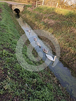 Swan leading four mature signets