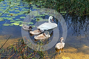 Swan with little swans