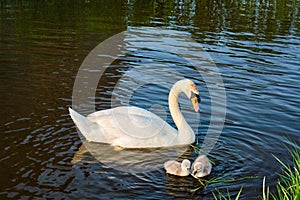 Swan with little swans