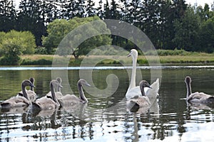 Swan with little swans on a pond