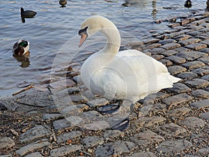 A swan living with many other bird species by the river in the city