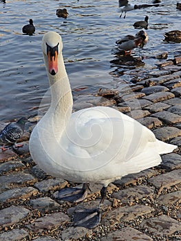 A swan living with many other bird species by the river in the city