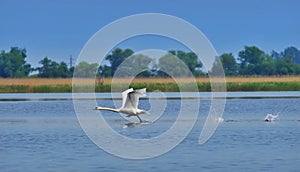 Swan ready to take flight in natural reserve of the Danube Delta. Danube River - landmark attraction in Romania
