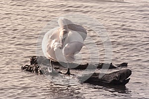 Swan is looking for food, Dunav River, Belgrade, Serbia