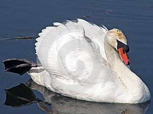 Swan looking at you
