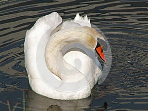 A swan looking at you