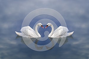 Swan love. Love of swans. Swans pair in a celestial cloudy lake photo