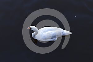 Swan on Lugano lake