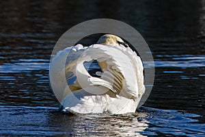 A swan makes heart shape with her feathers