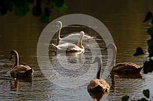 Swan male and female with young on the lake.