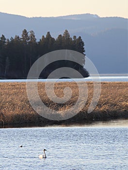 Swan on a Marshy Mountain Lake in the Evening Light