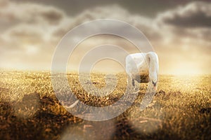 swan on the meadow eating in bright sun with rays and cloudy sky
